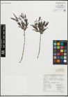 Foto von Salix repens L.